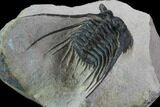 Kettneraspis Trilobite (Long Occipital Horn) - Lghaft, Morocco #98617-1